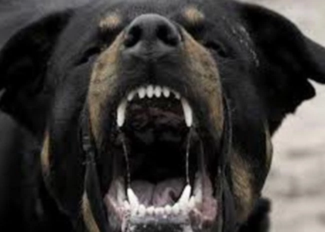 Ηράκλειο: Στο νοσοκομείο από επίθεση σκύλου – Συνελήφθη η ιδιοκτήτρια